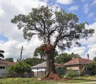 desmatamento na Lapa