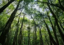 bosque dos salesianos