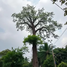 árvore com risco de queda
