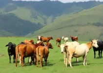 formação de grupos e pastorais