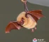 morcego infectado com raiva