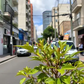 Rua Guaicurus 636 parada