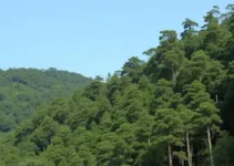Bosque dos Salesianos