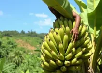 rentabilidade da banana