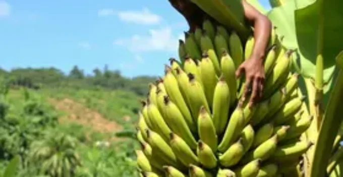 rentabilidade da banana