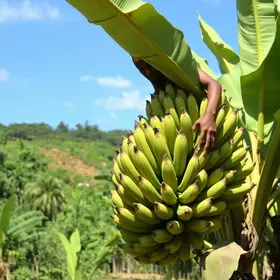 rentabilidade da banana