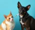 vacina contra raiva para cães e gatos